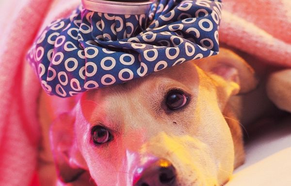 Заболевание любимца Заболевание любимца